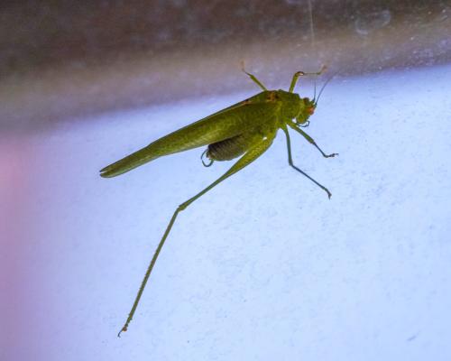 Phaneroptera nana